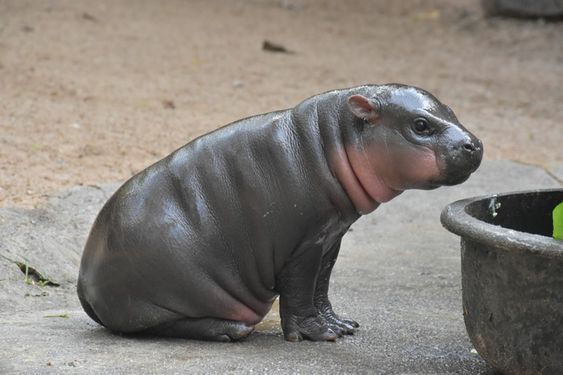 Baby pygmy hippopotamus with its mother in a natural habitat, showcasing their small size and unique features.